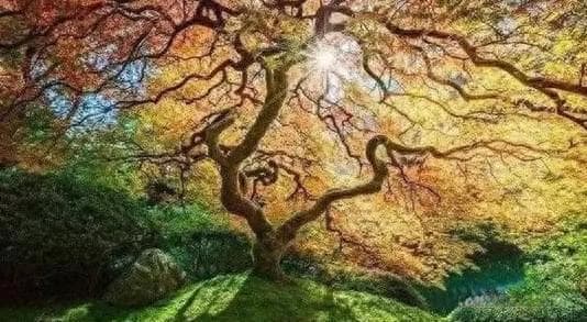 菩提树：佛教信仰中的核心符号