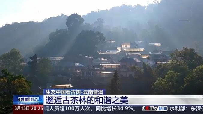 央视报道 | 云南景迈山古茶林：林茶共生 人地共荣