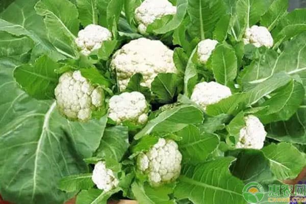 十种不需要阳光的蔬菜