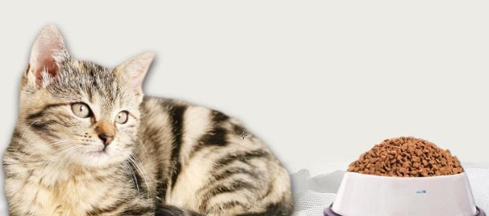 猫咪牛磺酸补充指南：作用、缺乏表现与正确补充方法