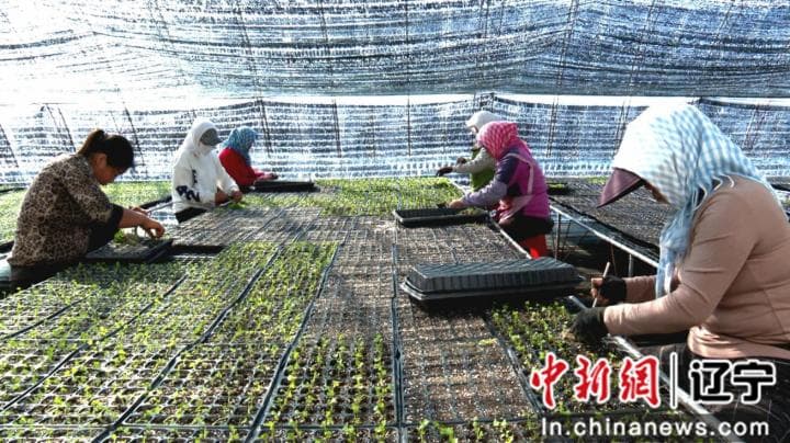 新民市育苗产业蓬勃发展：育好种苗“金种子” 激活农业“新引擎”