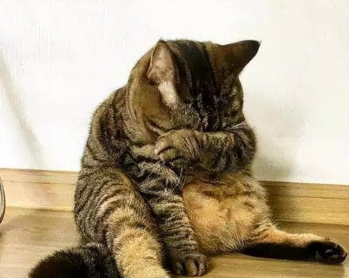 猫咪为什么怕某些气味？（探究猫咪的嗅觉敏感度及对气味的反应）