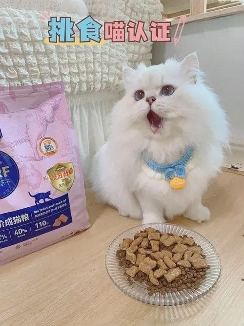 公猫绝育后如何正确护理？详尽指南在此！