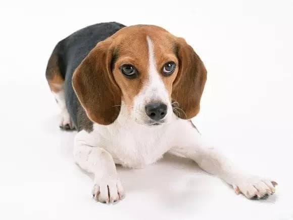 米格鲁犬的饲养与常见疾病