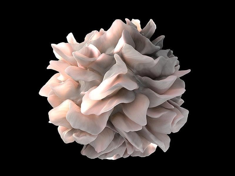 树突状细胞(Dendritic cells)