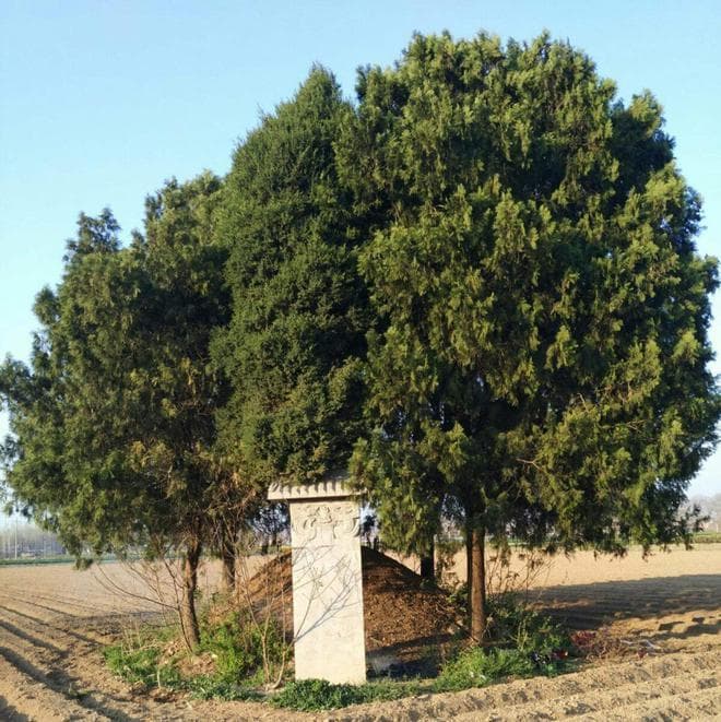 “坟前种三树，子孙代代富”，“三树”指什么？坟前适合栽哪些树