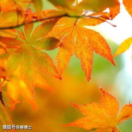 管理情绪：理性情绪处理法与内在信念的调整