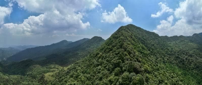 四川首次发现菲氏管鼻蝠 老君山国家级自然保护区动物名录再次更新