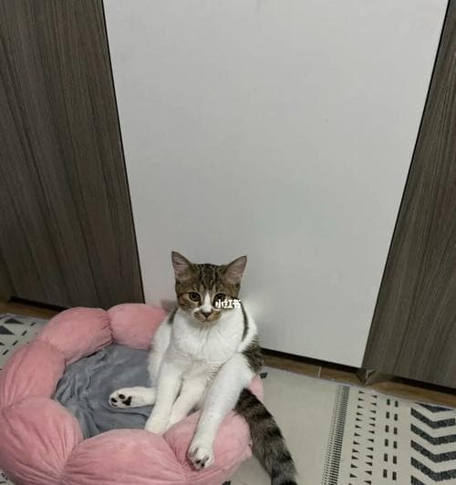 宠物小猫如何享受安全通风（开窗教程及注意事项）