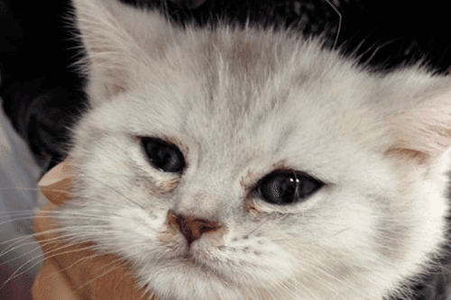 猫猫上呼吸道问题之疱疹病毒感染（猫鼻支）