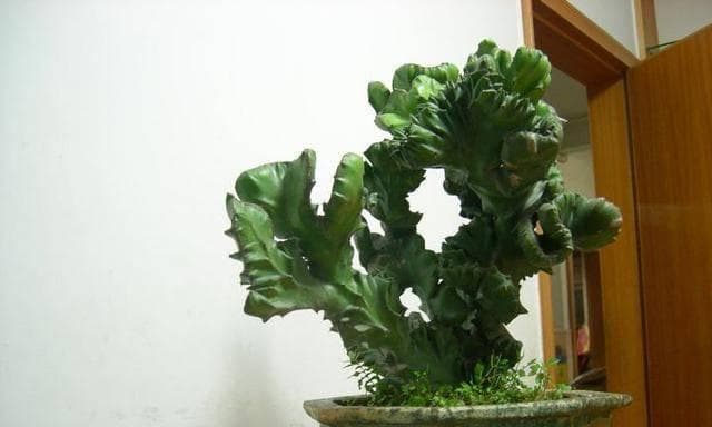 量天尺浇水时间与正确方法（正确掌握浇水时间和方法，助力植物生长）
