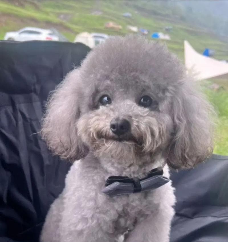 泰迪犬的纯种性及判断方法（通过5个简单的判断点，轻松判断泰迪犬是否为纯种）