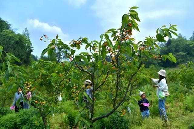 樱桃树的种植方法，樱桃树可以种在哪里，几年结果？