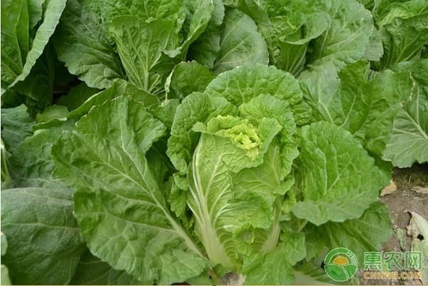 南方1-12月种蔬菜表