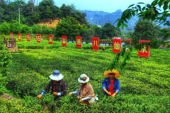 诏安建设乡“红绿侨”三色融合 绘就发展新画卷