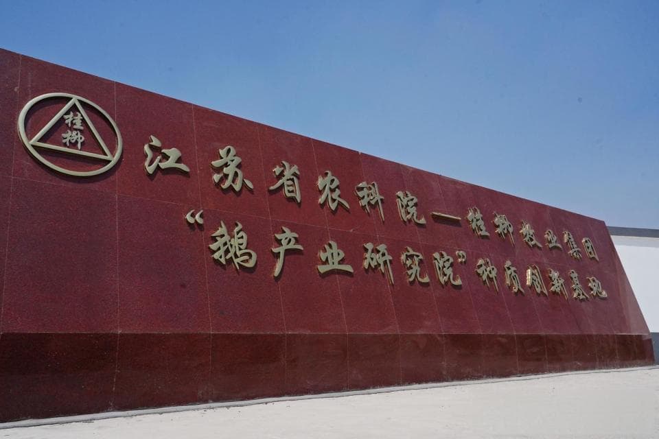 探秘鹅场科技创新！记者见证小生命破壳而出