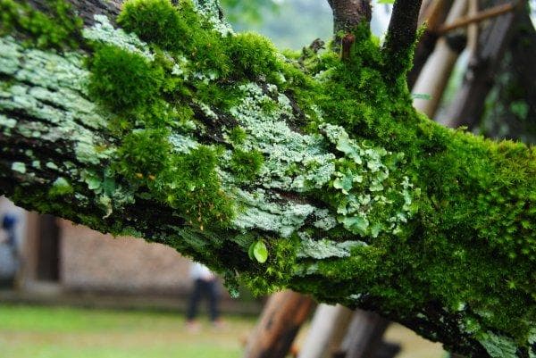 青苔是什么类植物？从分类到应用的全面解析