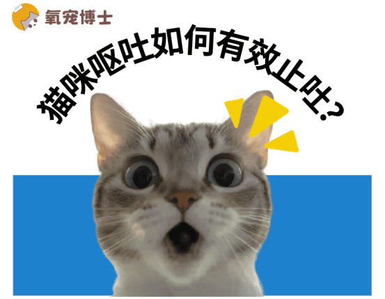 猫咪呕吐不用慌！这里有最有效的止吐办法