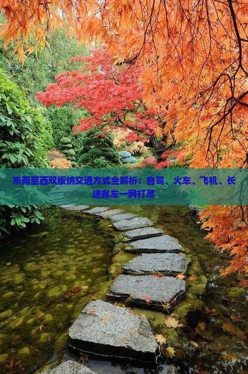 东莞至西双版纳交通方式全解析：自驾、火车、飞机、长途客车一网打尽