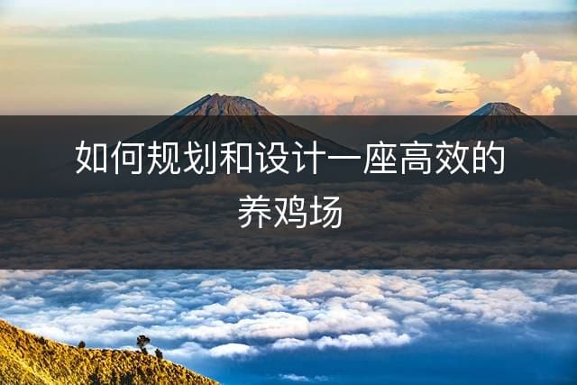 如何规划和设计一座高效的养鸡场