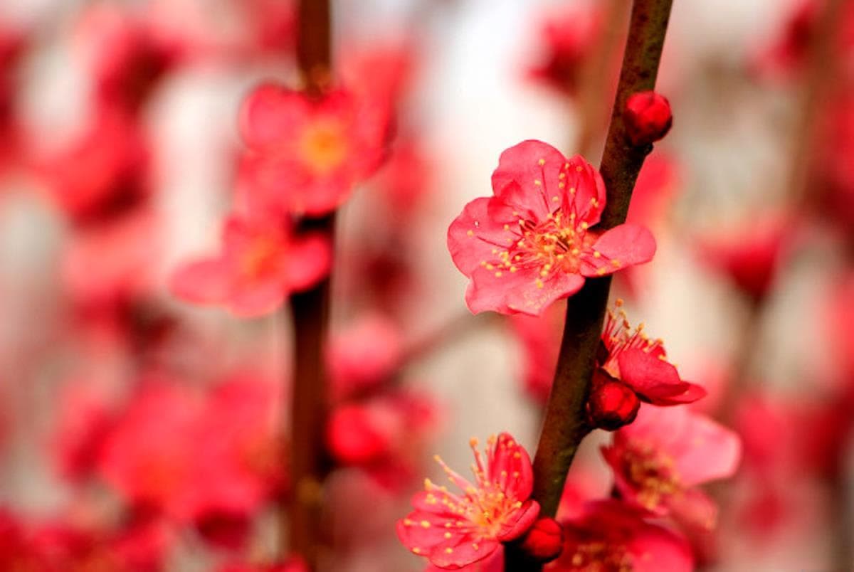 梅花施肥最佳实践：春秋重有机肥，夏眠冬储需谨慎
