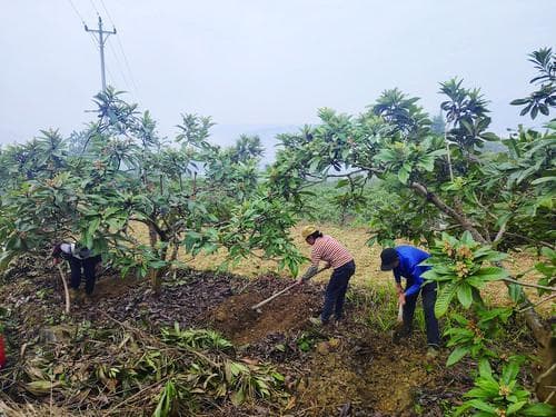 重庆黔江黑溪镇：立足优势抓特色 推动乡村产业全面升级