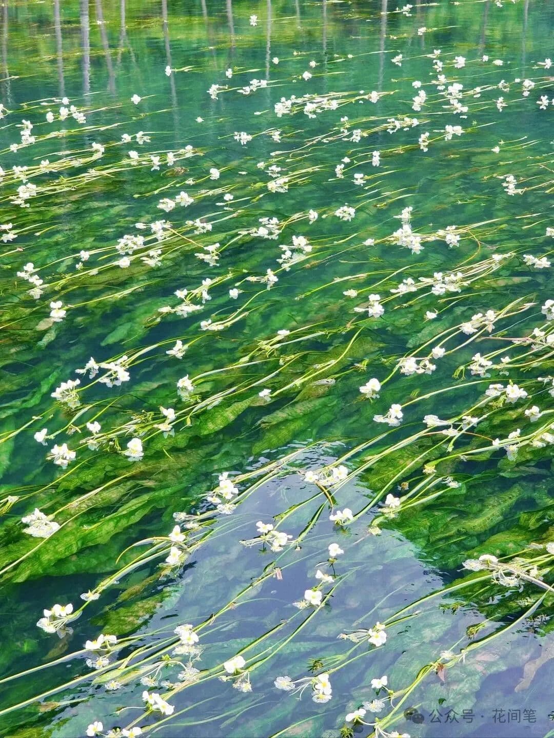 水性杨花：一种兼具观赏与实用价值的水生植物