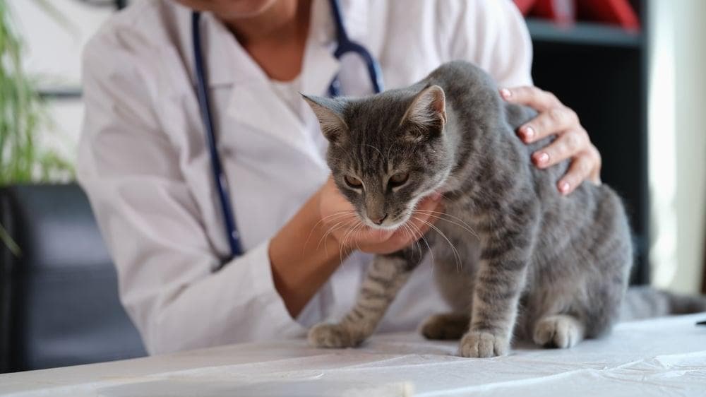 猫咪呼吸有咻咻声？辨识身体的关键讯号，把关毛孩呼吸道健康