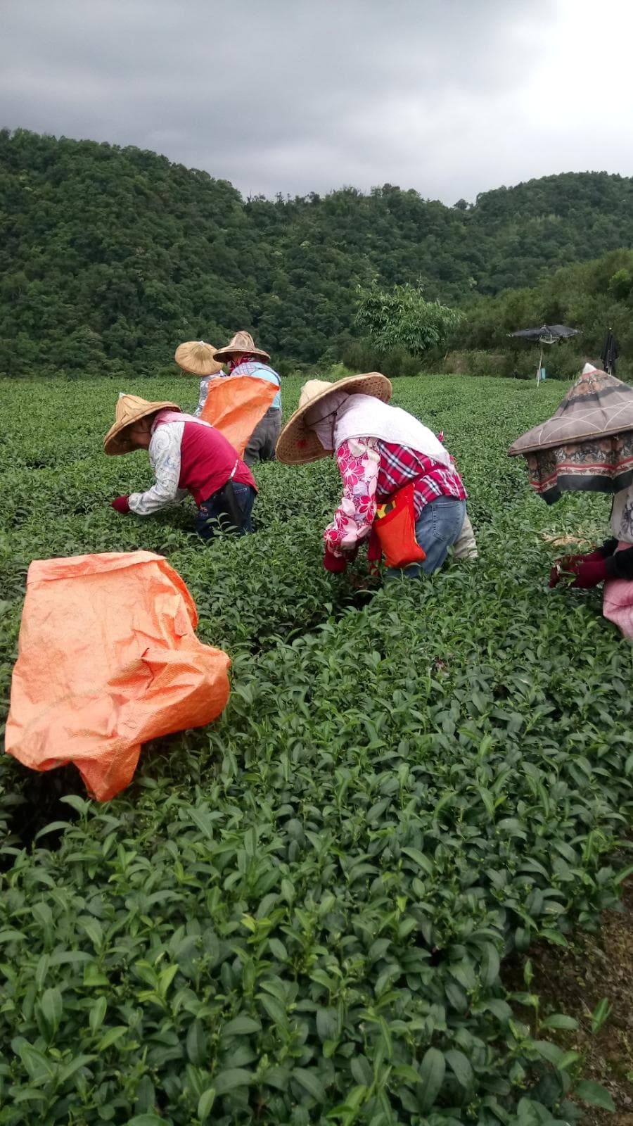 茶葉是如何製作出來的？茶葉採摘後要經過的製茶流程有哪些？