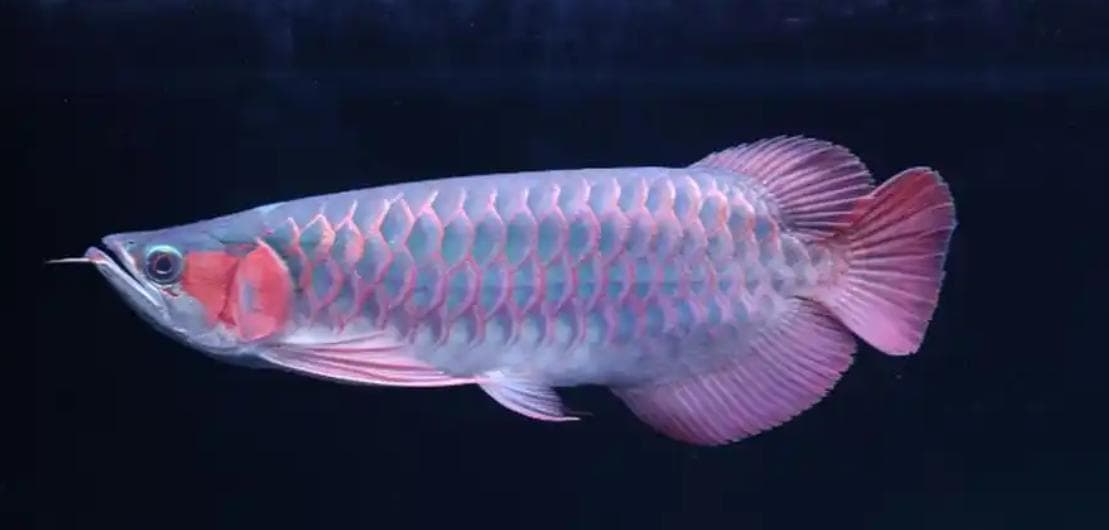 龙鱼混养打架？这10招让您的水族箱和谐共处！