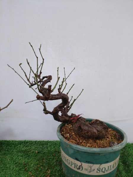 梅花老桩种植技巧：选桩、土壤、浇水等关键环节详解
