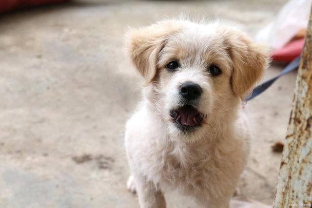 你家爱犬的“细小”预警信号，你了解多少？