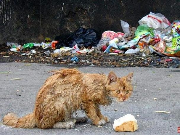 收养流浪猫完全指南：从选择到驯养的全方位指导