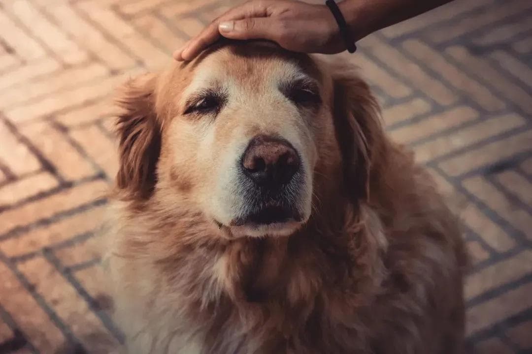 当小奶狗逐步长成老年犬...狗狗变老后该怎么养护？｜上海市消保委现代农业办