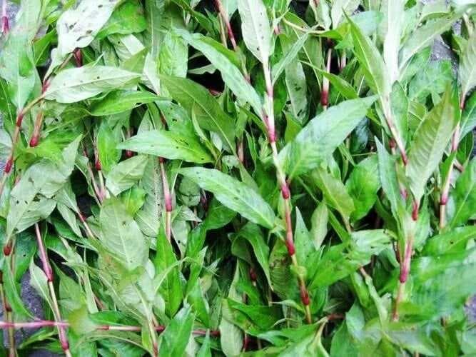 辣蓼的功效与作用：一种常见的野生药用植物