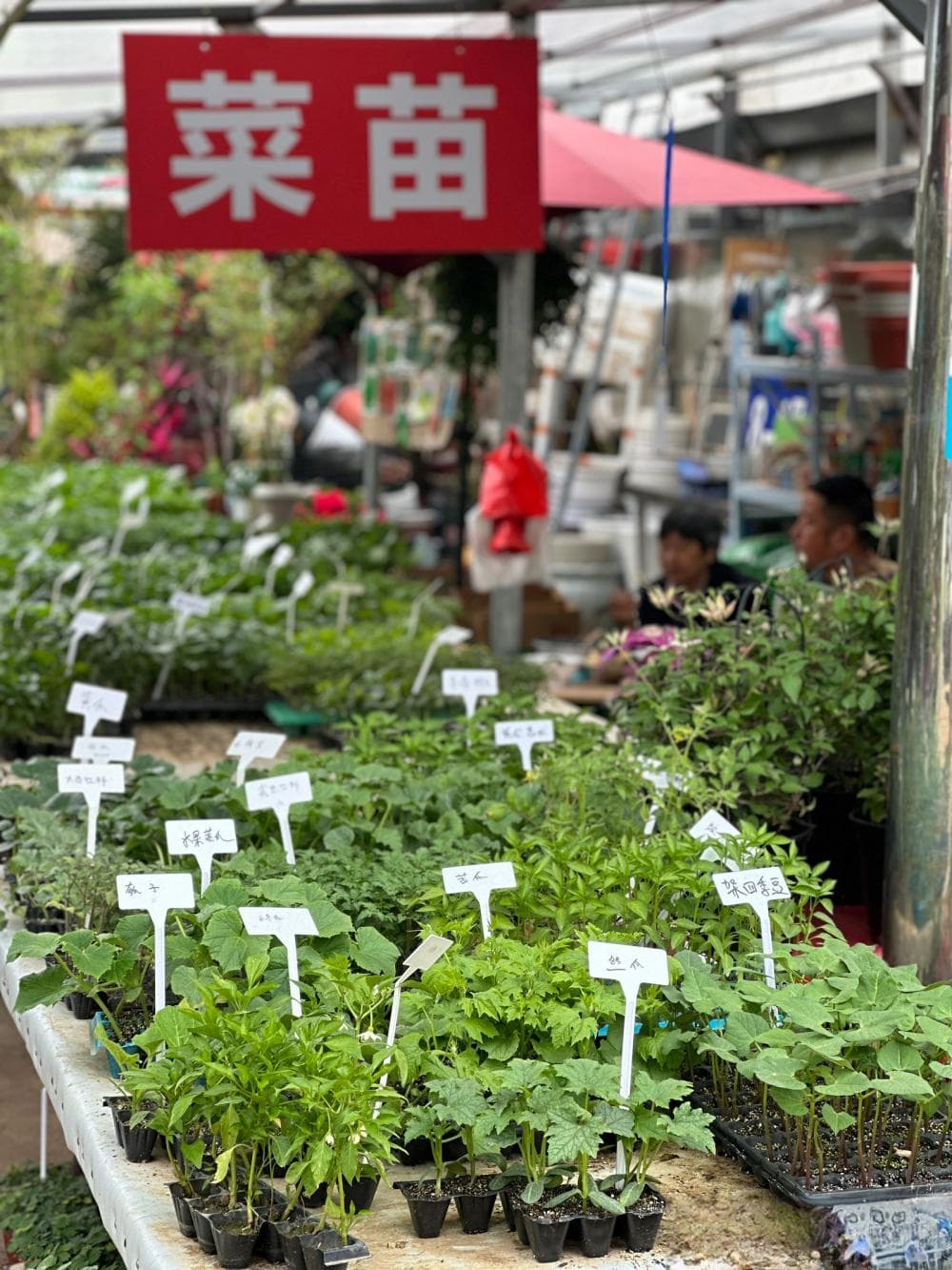 春种时节，年轻人热衷阳台种菜：辣椒番茄最畅销