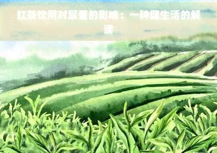 红茶饮用对尿量的影响：一种健康生活的解读