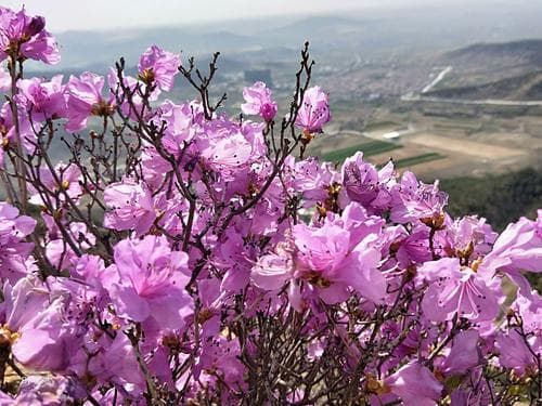 抖音热门歌曲深度解析：《吹红了桃花吹绿了柳树》的旋律与情感