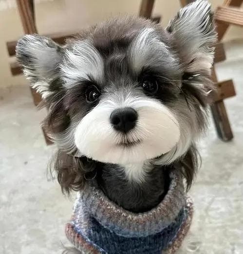 雪纳瑞频繁呕吐？听听兽医的专业建议！