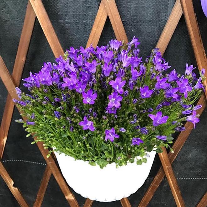 风铃花对猫有毒吗？铲屎官必读的安全指南