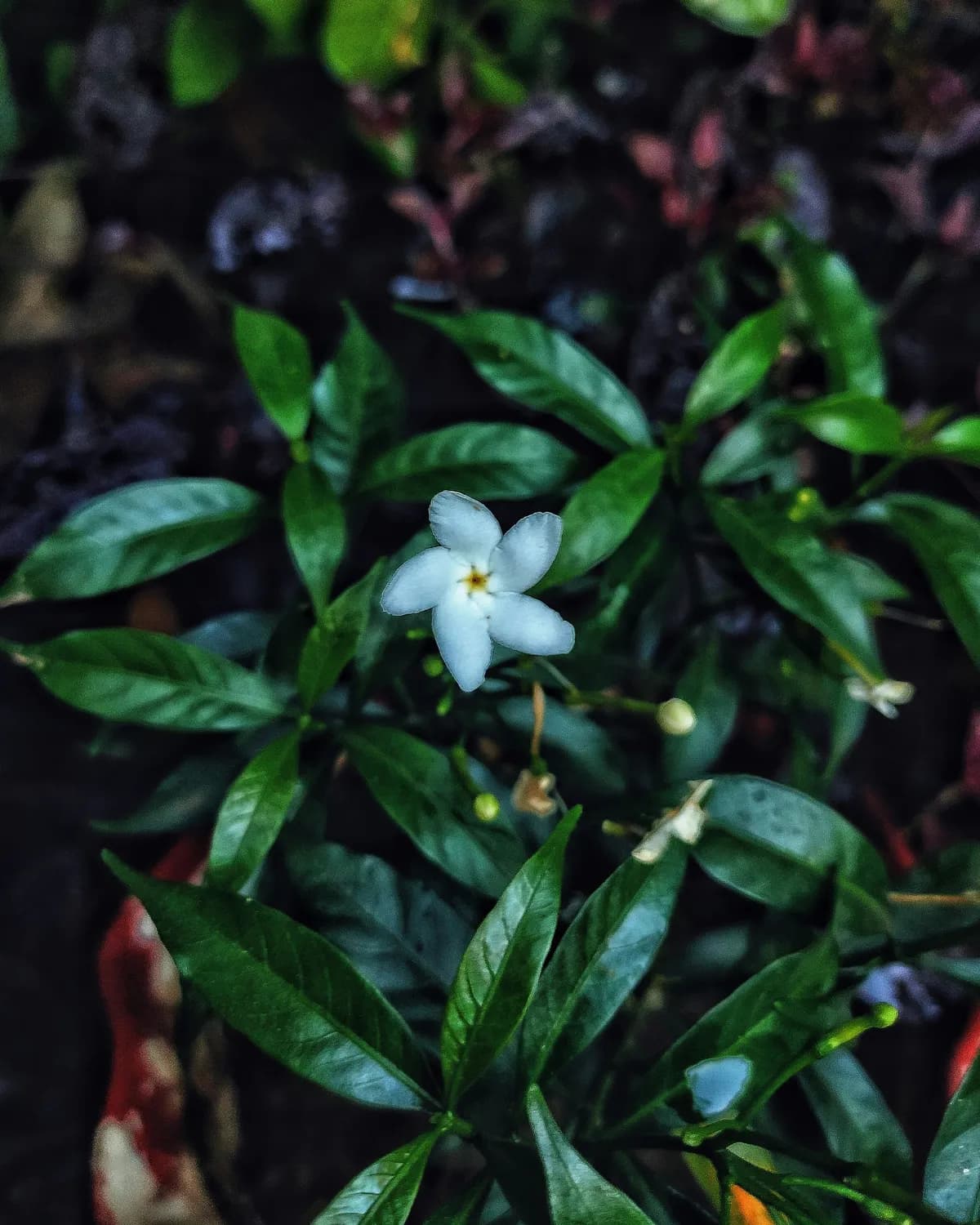 《剑来》中的马兰花：一个普通女性的非凡人生