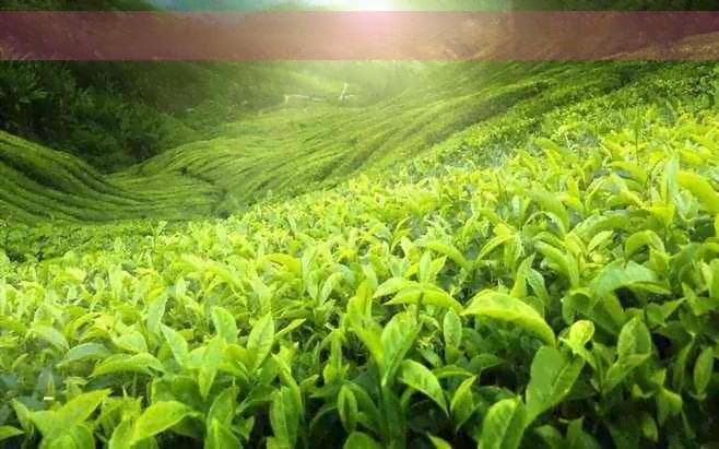 探索中国4A级景区景迈山古茶林：历史、文化、茶园与自然风光的完美融合