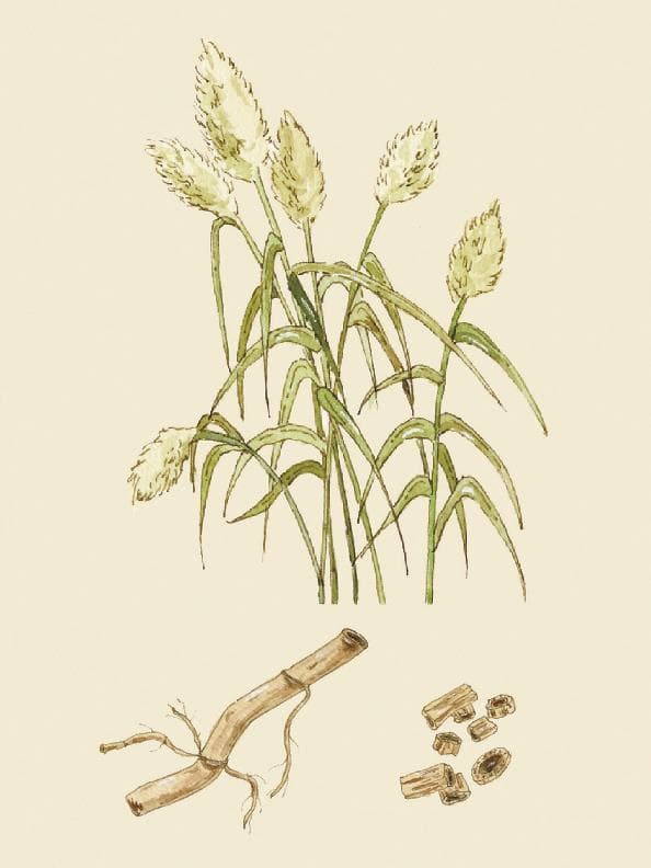热邪伤心 芦根清热