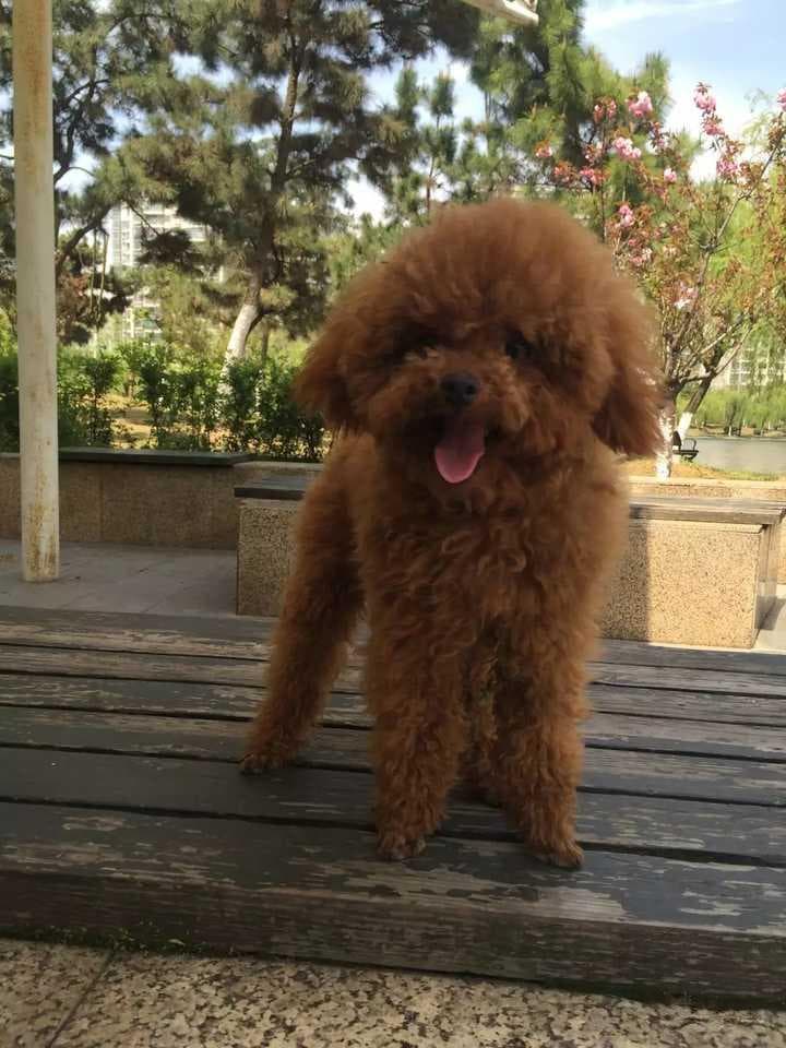 茶杯犬：宠物市场新宠的饲养指南