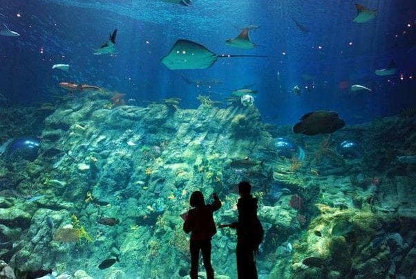 深圳海洋世界：国内首家海边公园，八大场馆展现海洋奇观