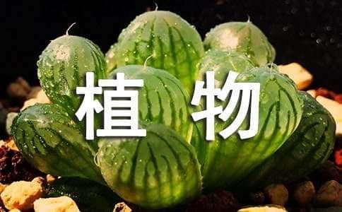 园林植物造景的基本原则