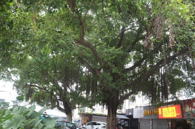 榕树：独木成林的自然奇观