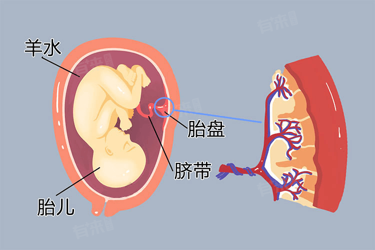 脐带血的价值和作用