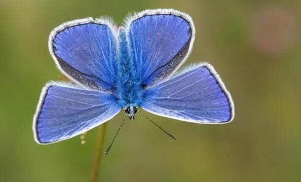 英国遭遇“蝴蝶危机”！“昆虫末日”意味着什么？