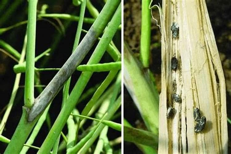 战胜油菜菌核病：策略与实践